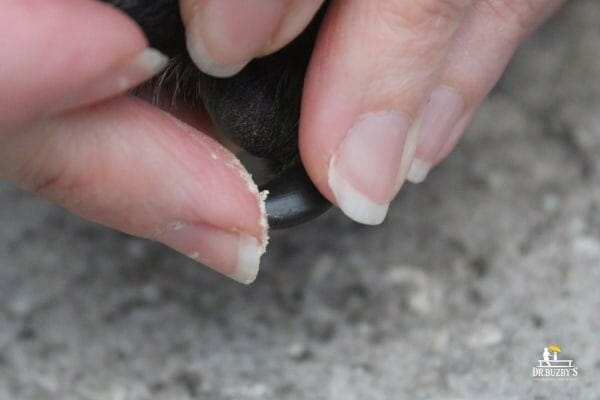 applying kwik stop to dog's black toenail to stop dog nail from bleeding