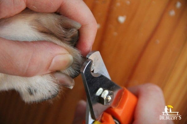 person using dog nail clippers and cutting a dog's nail with nail successfully without the dog's nail bleeding