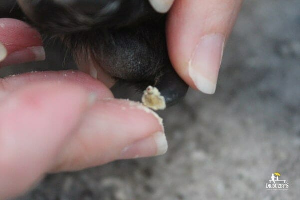 Close-up of person's finger pressing styptic powder into the dog's toenail to stop the dog's nail from bleeding