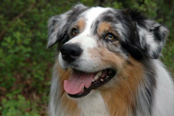 Australian Shepherd face, photo