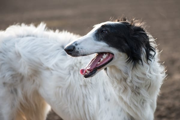 Borzoi panting in field, photo