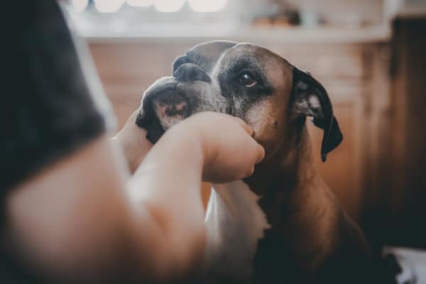 Boxer with his head in his owner's hands, photo
