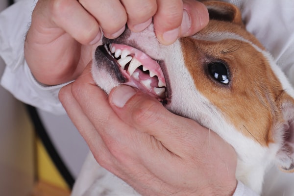 Owner checking the gum color of his dog, photo