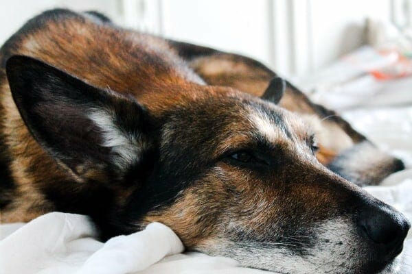 Senior dog sleeping in bed, photo