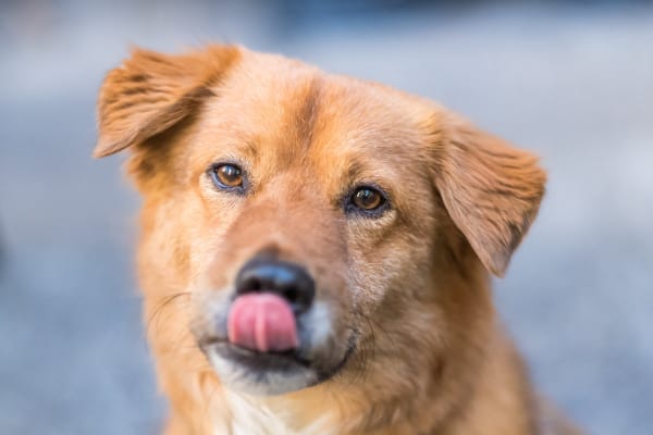 Golden dog licking nose, photo
