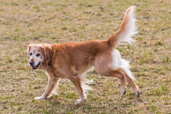 Golden retriever running in field, photo