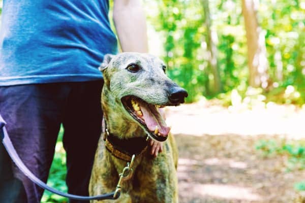 Greyhound walking on trail with owner, photo