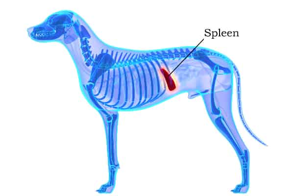 Diagram of the anatomy of a dog showing the location of a dog's spleen, photo