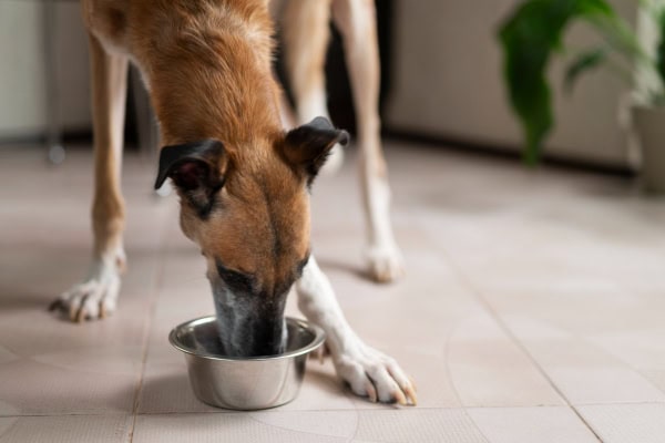 Hungry dog eating food from a bowl