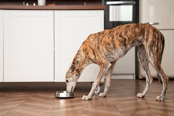 Hungry dog looking for food in bowl