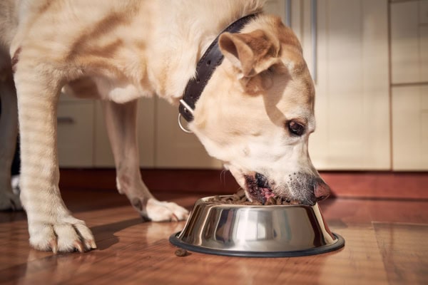 Labrador dog hungry and eating from a dog food bowl