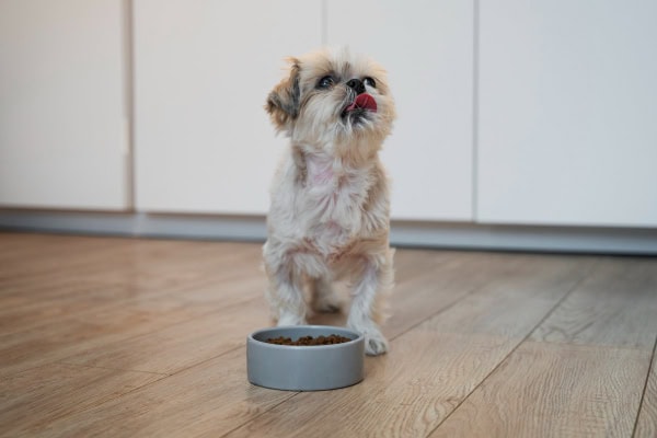 Hungry dog eating food from a bowl