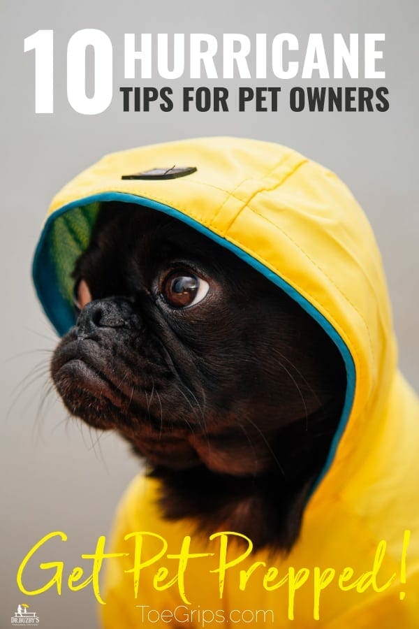 photo dog in raincoat and title 10 hurricane tips for pet owners 