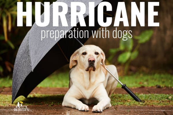 dog with umbrella and title hurricane preparation with dogs