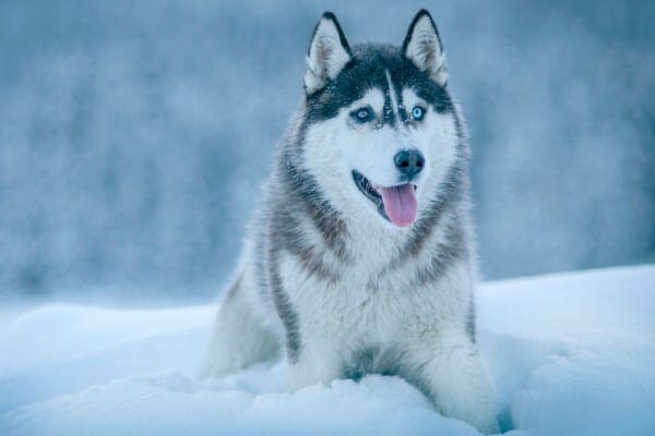 photo of a huskie in snow as an example of arctic breeds more susceptible to heat stroke in dogs