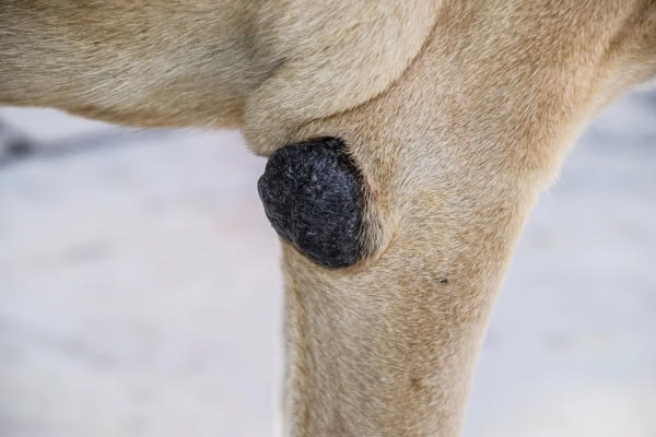 Close-up of a dog with an elbow callus