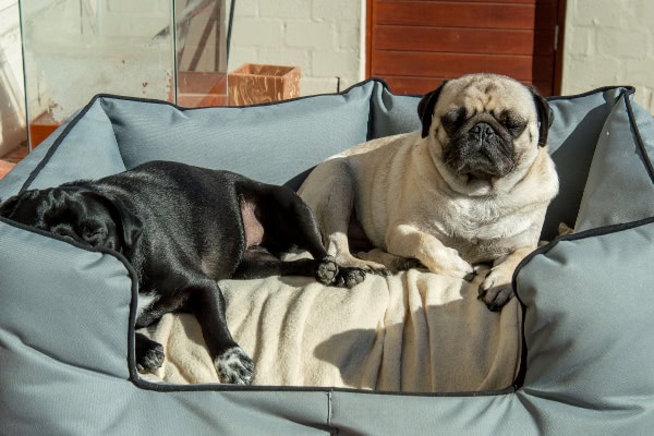 2 Pugs lying in soft bedding to avoid getting canine hygroma