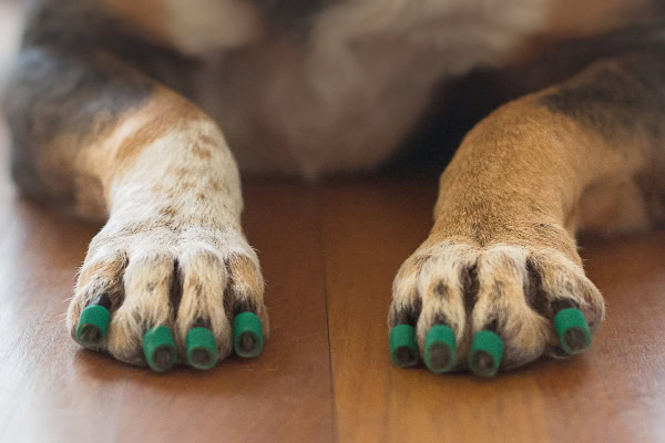 Dog wearing Toe Grips on a hard surface as a way to improve traction and mobility