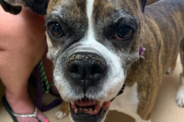 Boxer with nasal hyperkeratosis