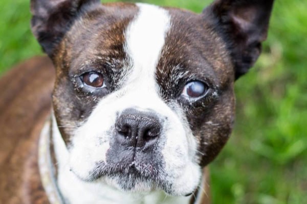 Boston Terrier with nasal hyperkeratosis