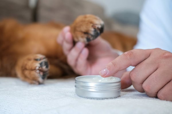 owner using moisturizer on a paw pad with hyperkeratosis