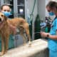 vet taking dog's blood pressure as a check for hypertension in dogs, photo