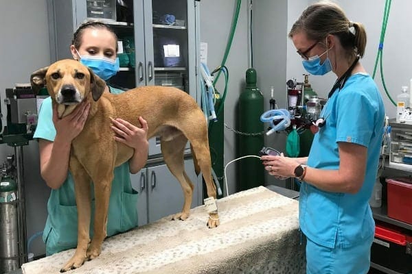 veterinarian taking a dog's blood pressure checking for hypertension in dogs, photo 