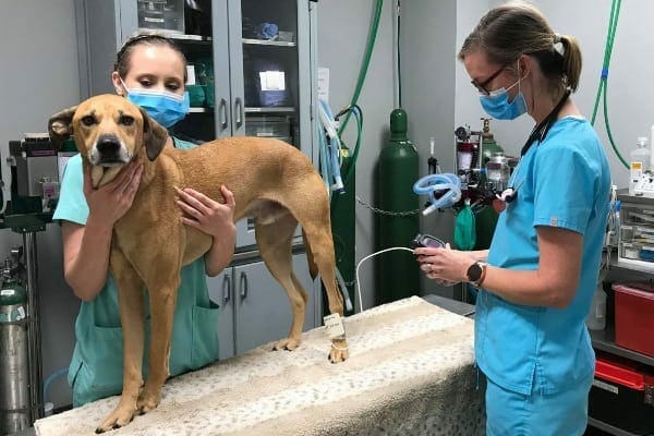 vet taking dog's blood pressure as a check for hypertension in dogs, photo