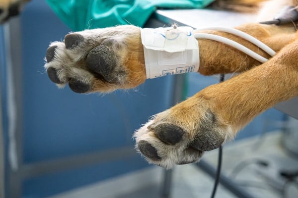 blood pressure cuff on dog's leg, photo