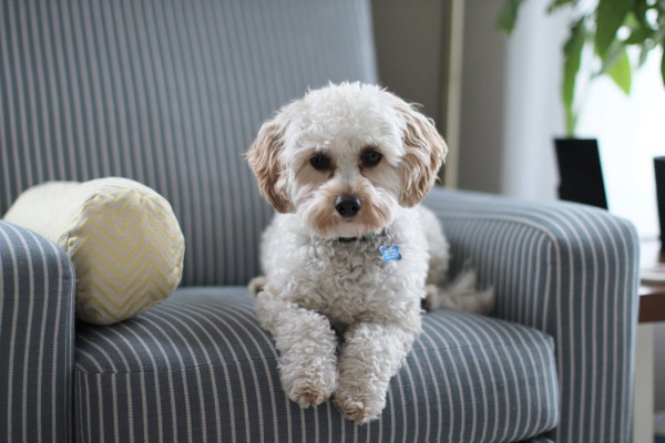 Poodle mix lying down on a striped occasional chair.