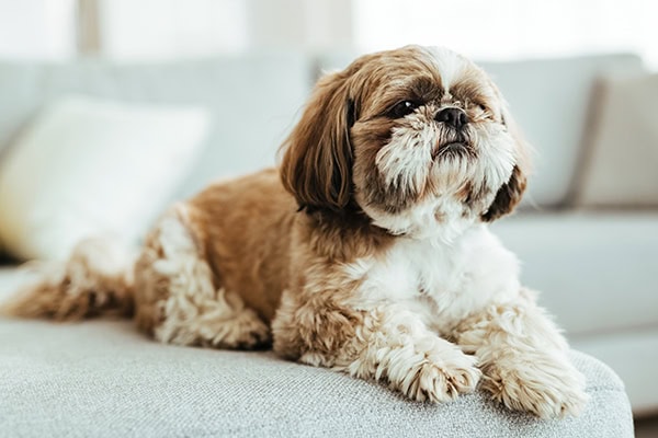 Dog laying on the couch
