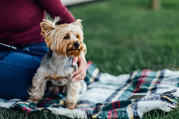 Dog sitting outside on a blanket with his owner