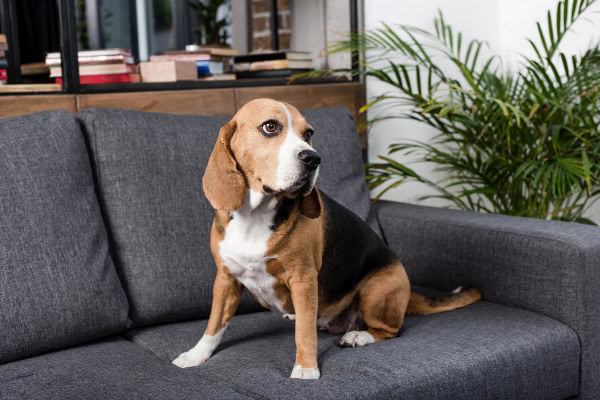 Beagle sitting on the couch