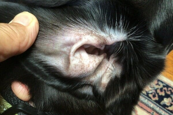 hypothyroidism hyperpigmentation in dog ear, photo