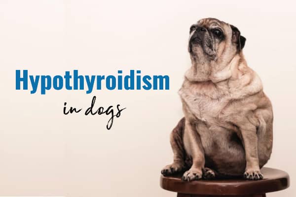 overweight senior dog and title hypothyroidism in dogs, photo