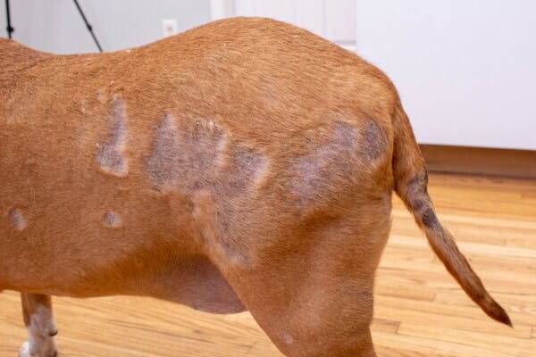 skin lesions on a hypothyroid dog, photo