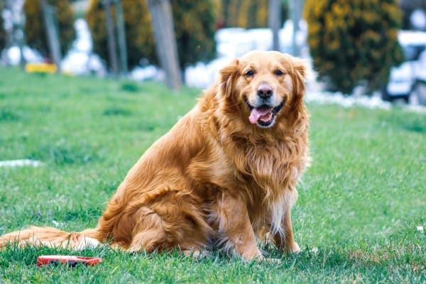 Overweight Golden Retriever, a breed more likely to develop hypothyroidism in dogs, photo