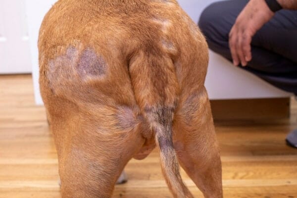 rear and tail skin lesions of a hypothyroid dog, photo