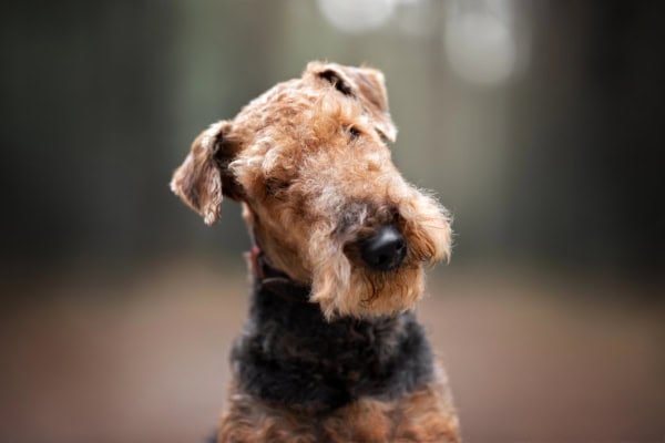 Airedale terrier dog, which is a breed commonly prone to getting hypothyroidism in dogs