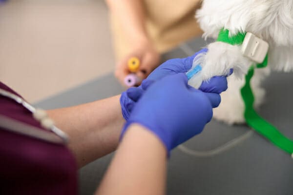 Vet technician drawing blood from a dog's leg, photo