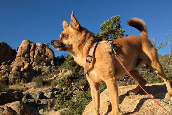 Chihuahua wearing a harness out on a hike, photo