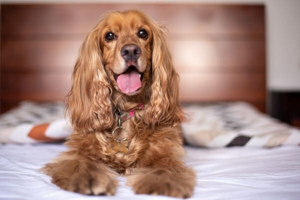 Cocker Spaniel lying on owner's bed, photo