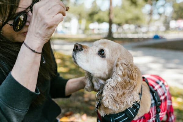 Cocker Spaniel wearing a coat, waiting for a treat from her owner, photo