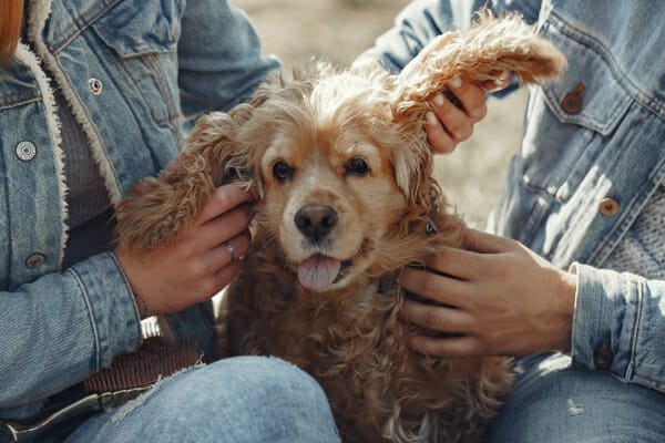 Cocker Spaniel having her ears rubbed by her owners, photo