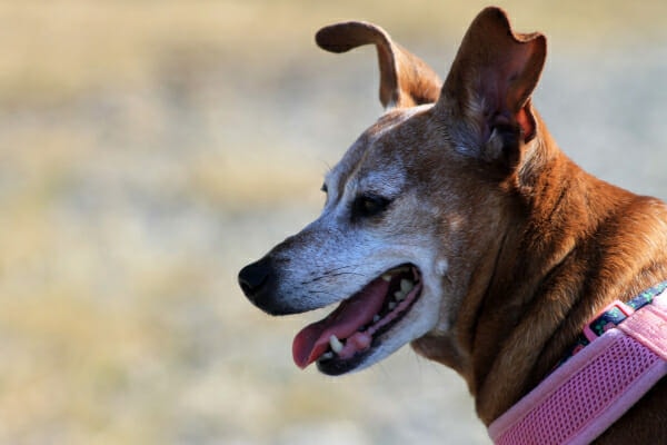 Senior terrier mix panting while out on a walk, photo