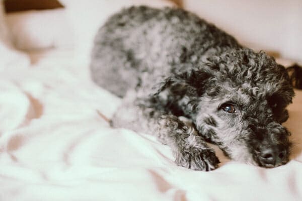 Miniature Poodle lying in bed sleeping, photo