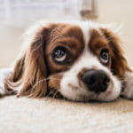Brown and white spaniel with sad face