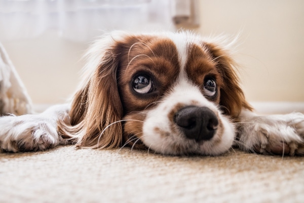 Brown and white spaniel with sad face