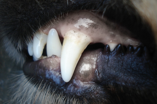 Upper lip of a dog is lifted to showcase pale white gums.