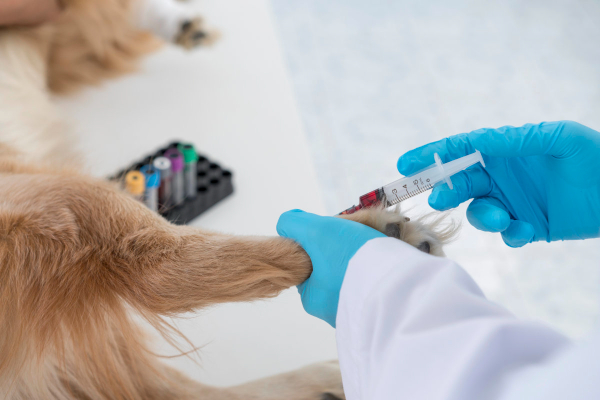 Vet drawing blood from a dog